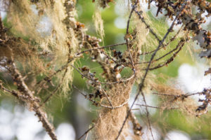 Forest, close up moss, ferns, dry branches, Canada Forest, close up moss, ferns, dry branches, Canada